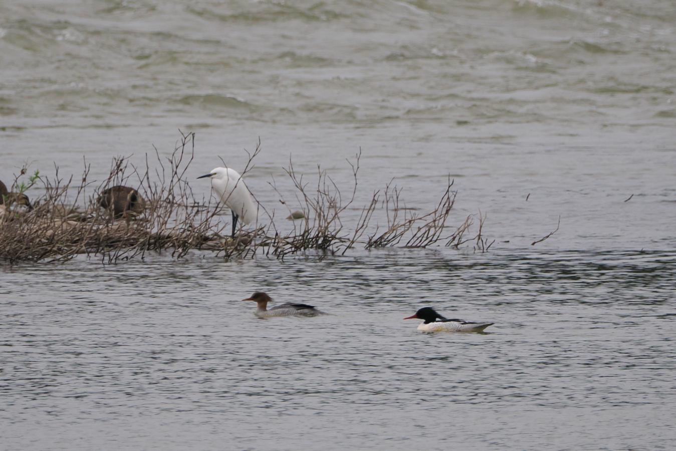 a1e994737529022cbc531d9de0012dc2_%E4%B8%AD%E5%8D%8E%E7%A7%8B%E6%B2%99%E9%B8%AD.png a1e994737529022cbc531d9de0012dc2_%E4%B8%AD%E5%8D%8E%E7%A7%8B%E6%B2%99%E9%B8%AD.png